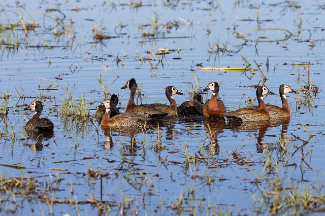 025 Botswana, Okavango Delta, witwangfluiteenden.jpg